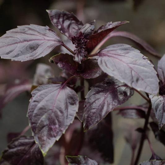 Basil Dark Opal Seed Namibia