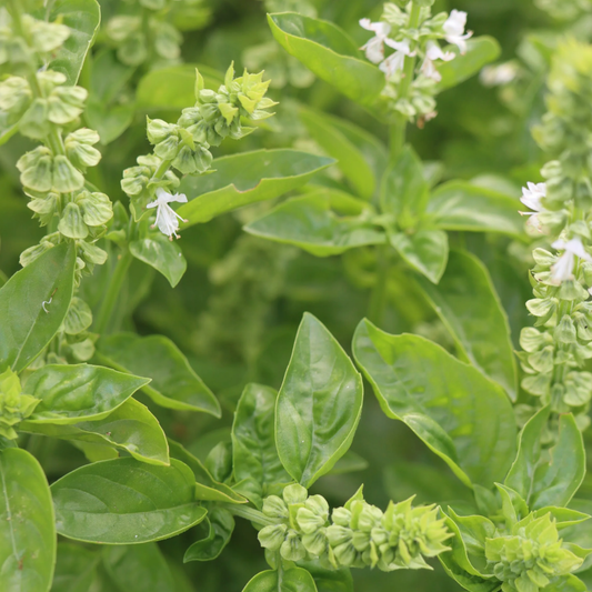 Basil Prospera Seeds Namibia