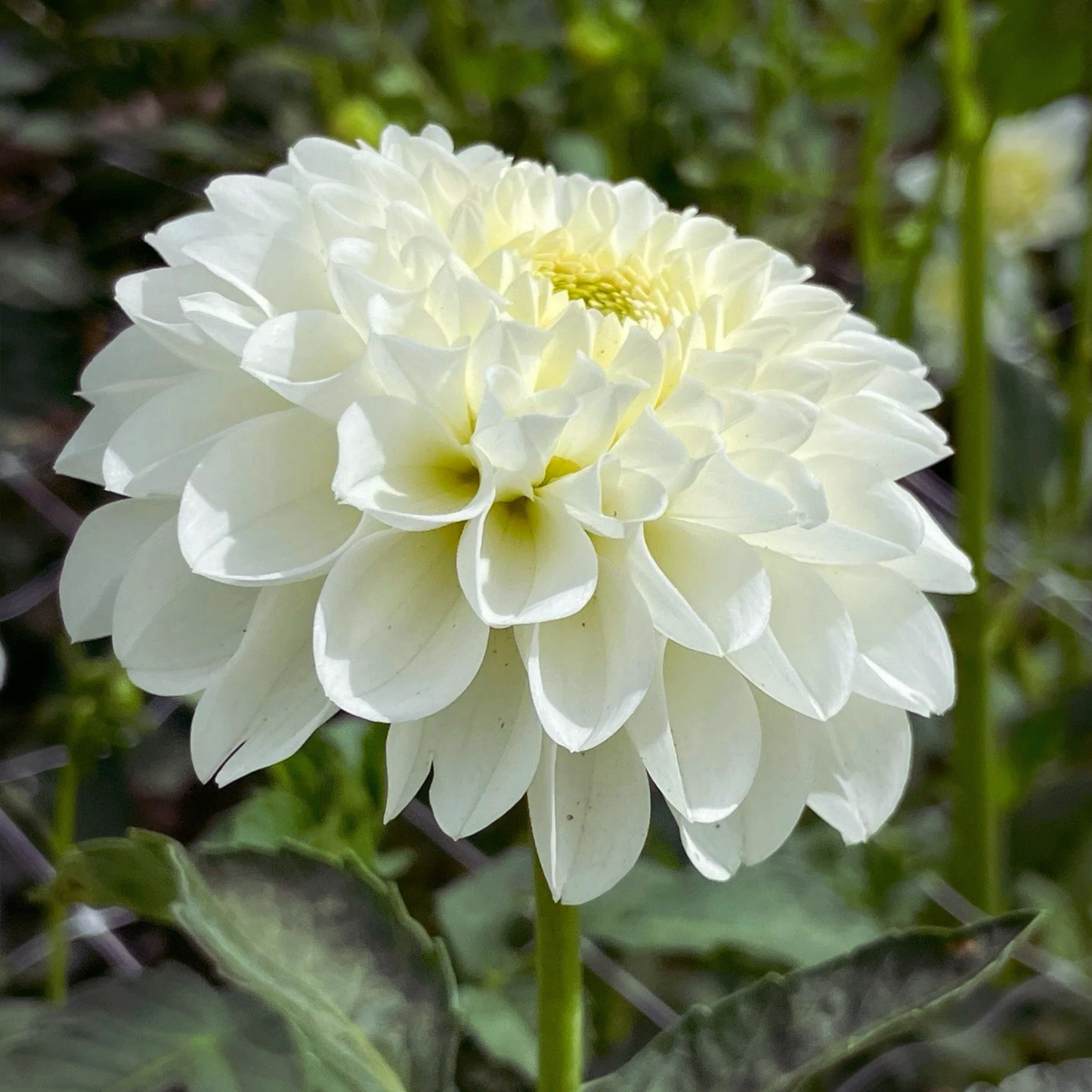 Bazuin Snow White Dahlia Tuber | Namibia