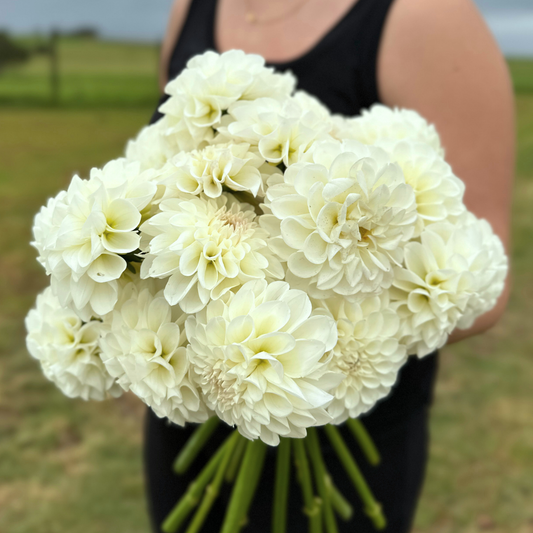 Boom Boom Dahlia Tuber