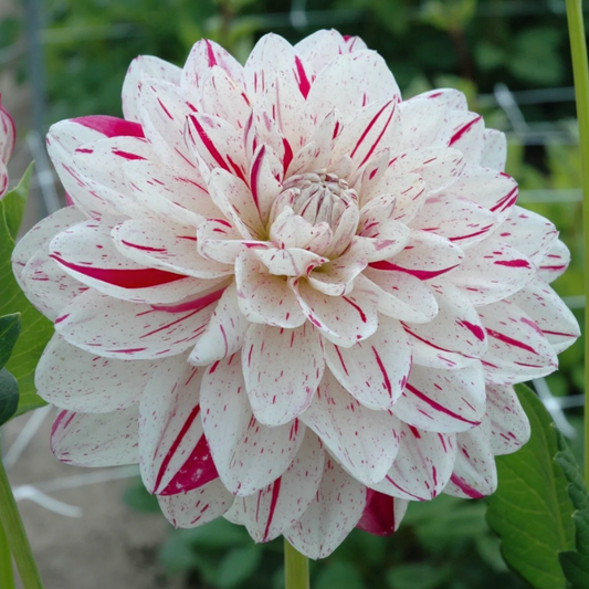 Bright Diamond Dahlia Tuber | Namibia