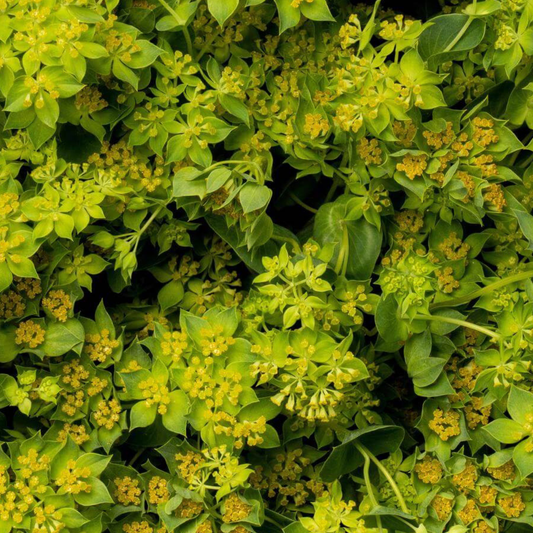 Bupleurum Seed Namibia