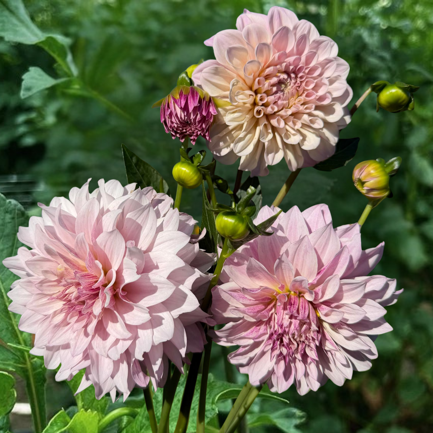 Cafe au Lait Royal Dahlia Tuber | Namibia