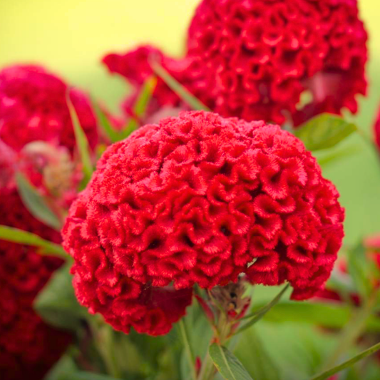 Celosia Chief Fire Seeds Namibia