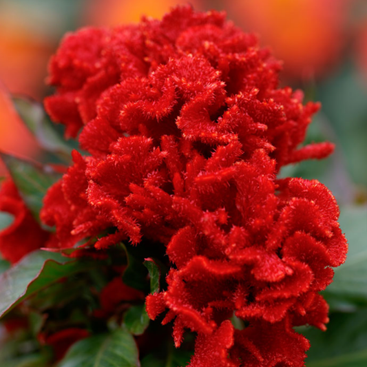 Celosia Chief Red Seeds Namibia