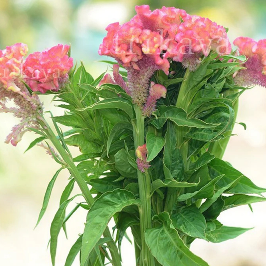 Celosia Chief Rose Seeds Namibia