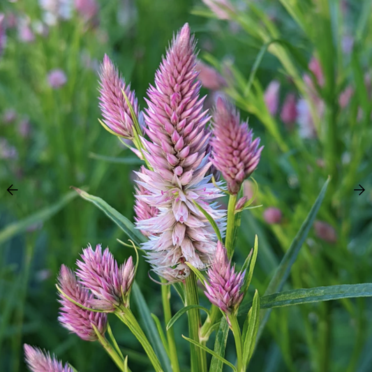 Celosia Flamingo Feather Seeds Namibia