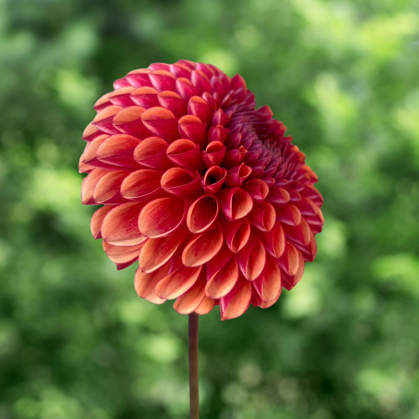 Copper Dahlia Tuber | Namibia