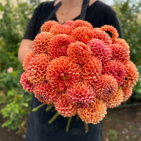 Cornel Bronze Dahlia Tuber