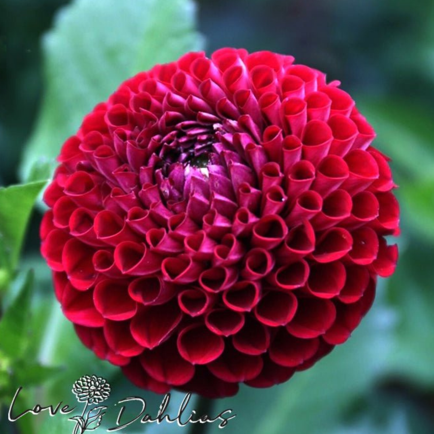 Cornel Red Dahlia Tuber | Namibia