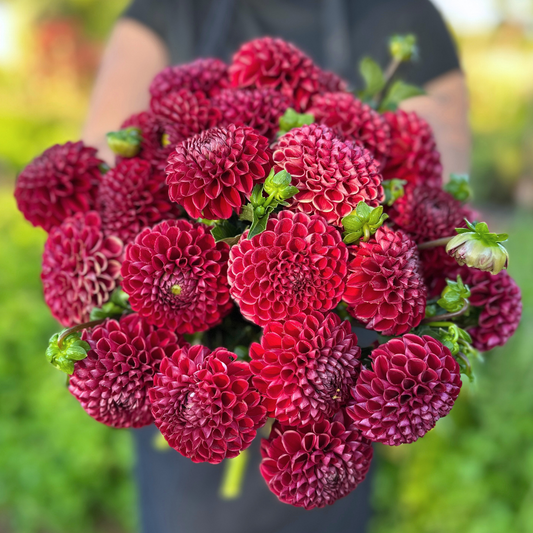 Cornel Red Dahlia Tuber | Namibia