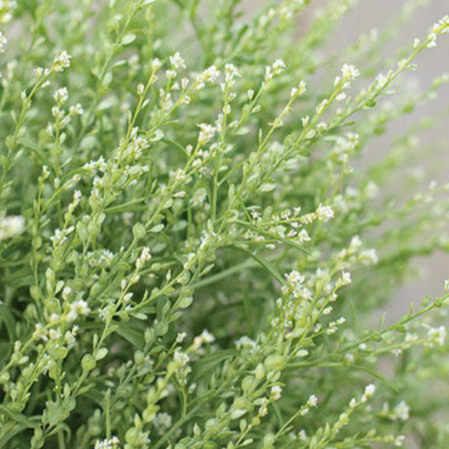 Cress 'Persian' Seeds Namibia