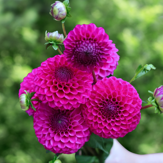 Cryfield Harmony Dahlia Tuber | Namibia