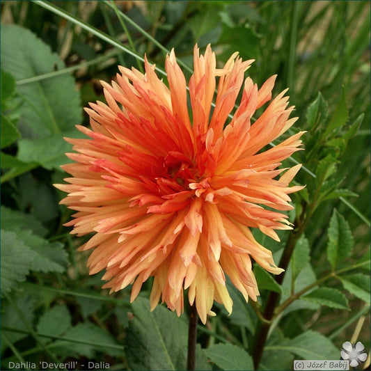Mevrouw Clement Andries Dahlia Tuber | Namibia