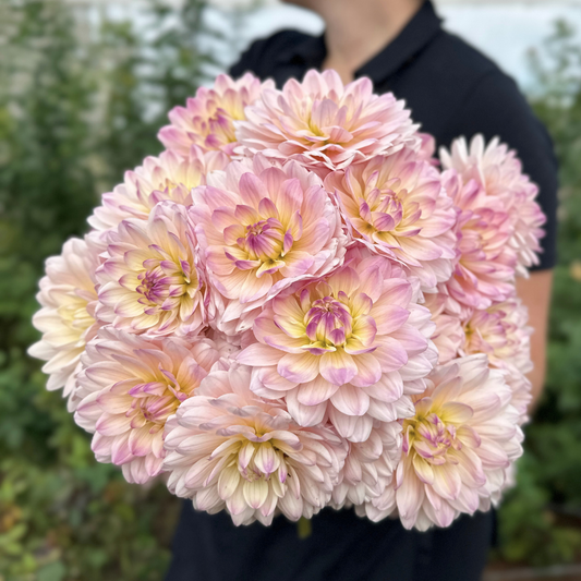 Diana's Memory Dahlia Tuber | Namibia