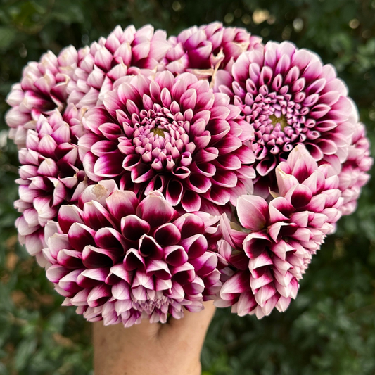 Edinburgh Dahlia Tuber | Namibia
