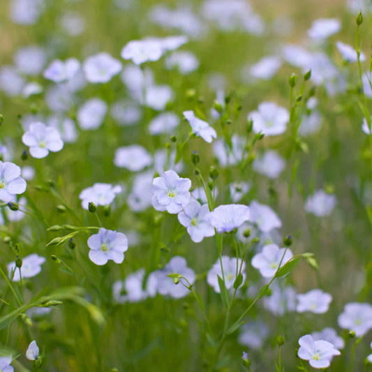 Flax ‘Bubble Grass’ Seeds Namibia