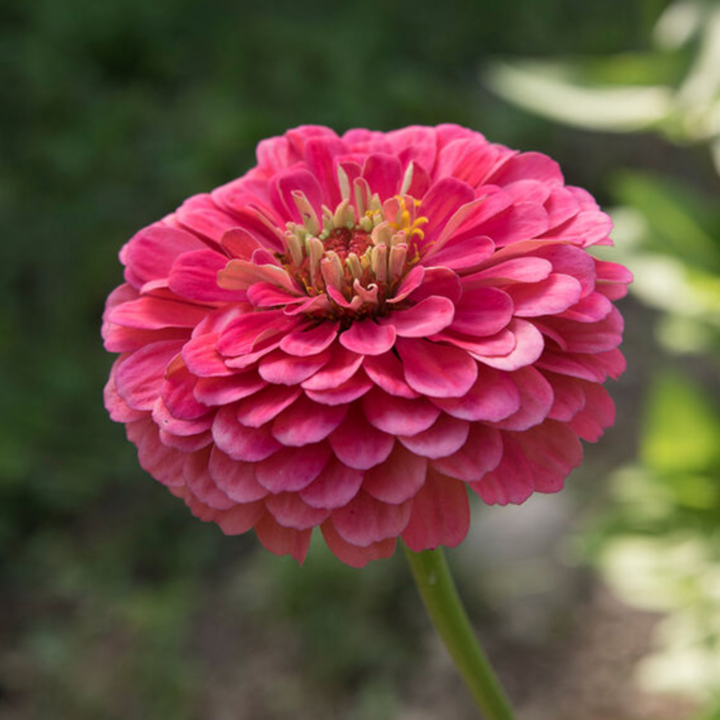 Zinnia Giant Carmine Seeds Namibia