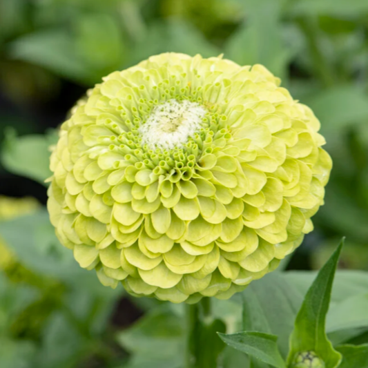 Zinnia Giant Lime Seeds Namibia