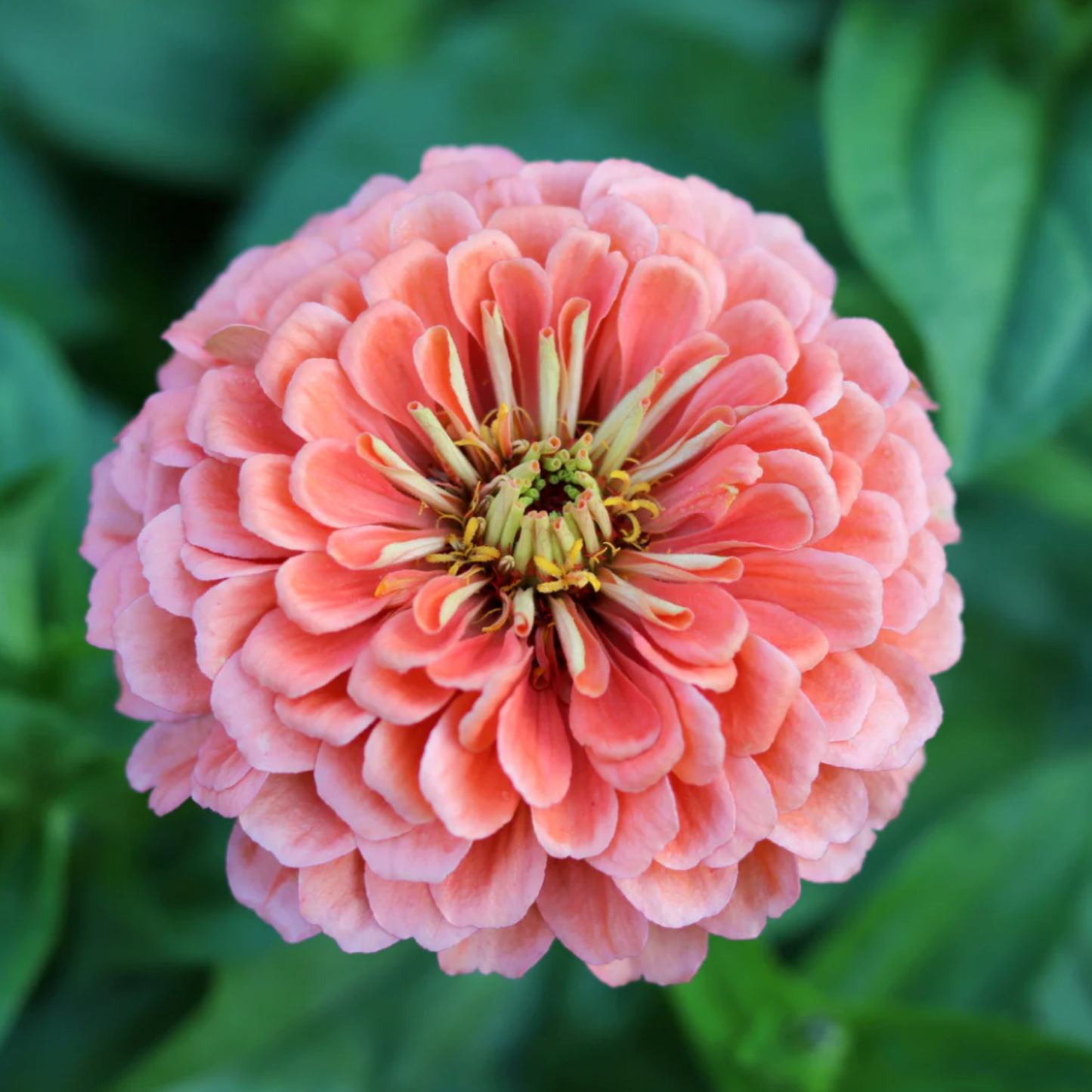 Zinnia Giant Salmon Rose Seeds Namibia