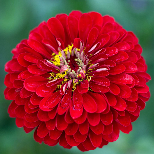 Zinnia Giant Scarlet Seeds Namibia