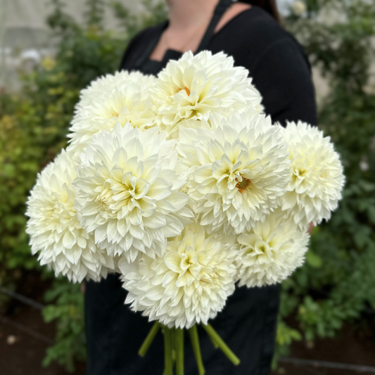 Gitts Attention Dahlia Tuber