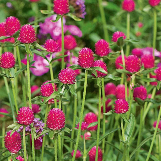 Gomphrena QIS Carmine Seed Namibia