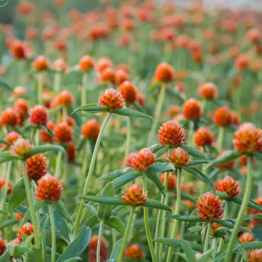 Gomphrena QIS Orange Seed Namibia
