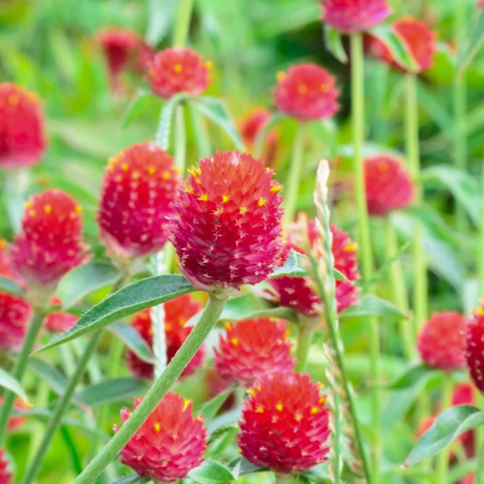 Gomphrena QIS Red Seed Namibia