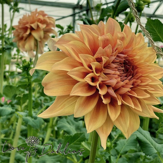 Hercules Dahlia Tuber