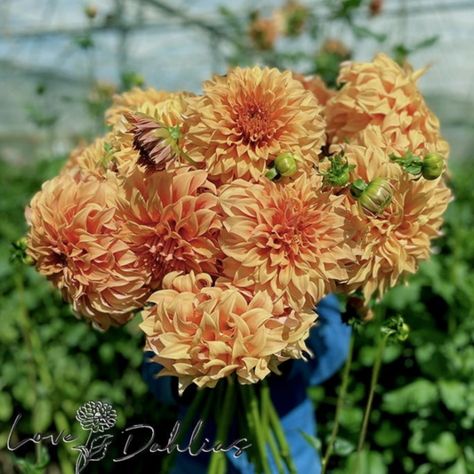 Hercules Dahlia Tuber | Namibia
