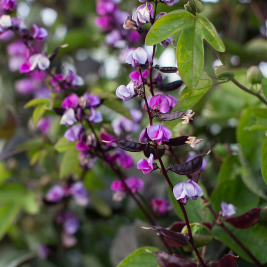 Hyacinth Bean ‘Ruby Moon’ Seeds Namibia