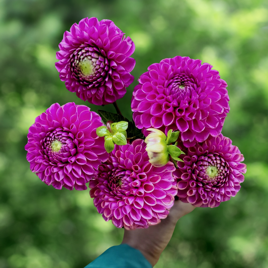 Isabel Dahlia Tuber | Namibia