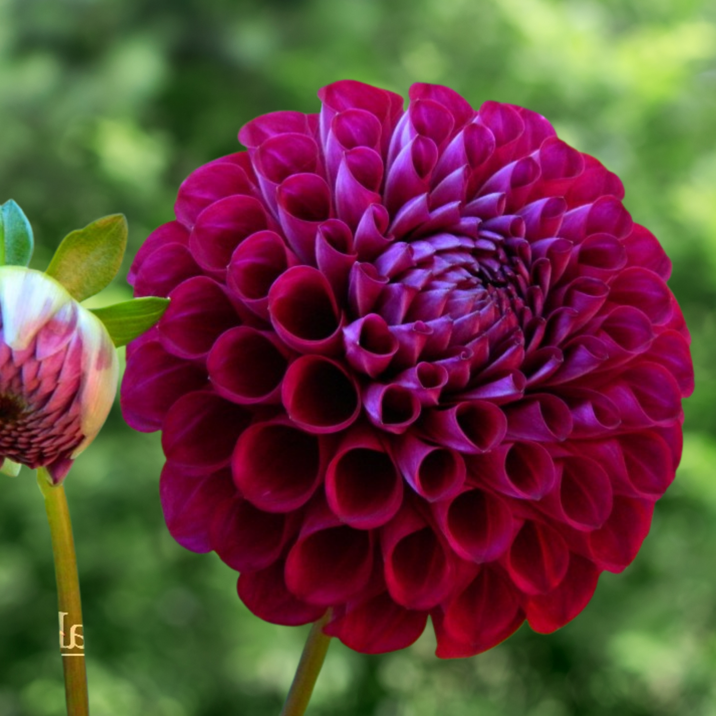 Ivanetti Dahlia Tuber | Namibia