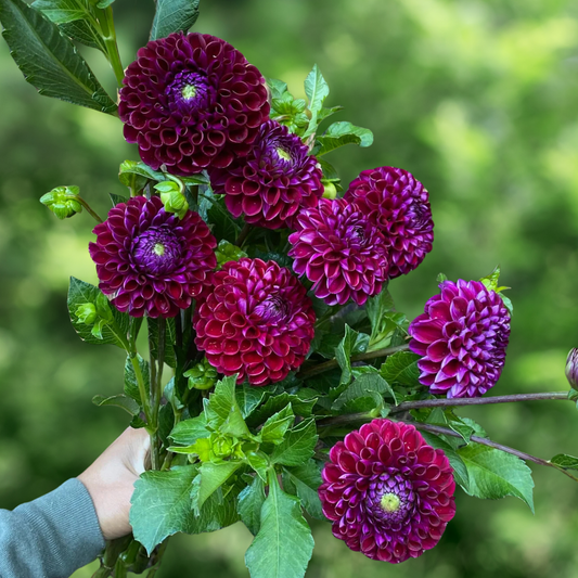 Ivanetti Dahlia Tuber | Namibia