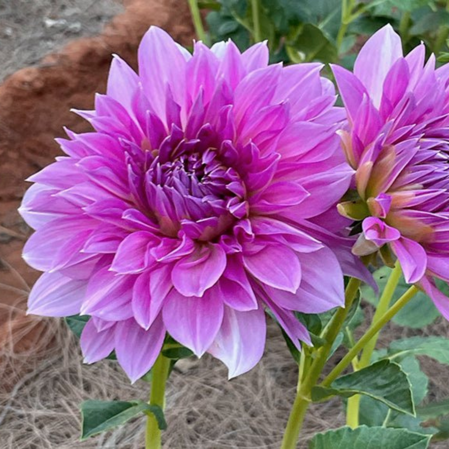 Lavender Perfection Dahlia Tuber | Namibia