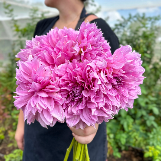 Lavender Perfection Dahlia Tuber