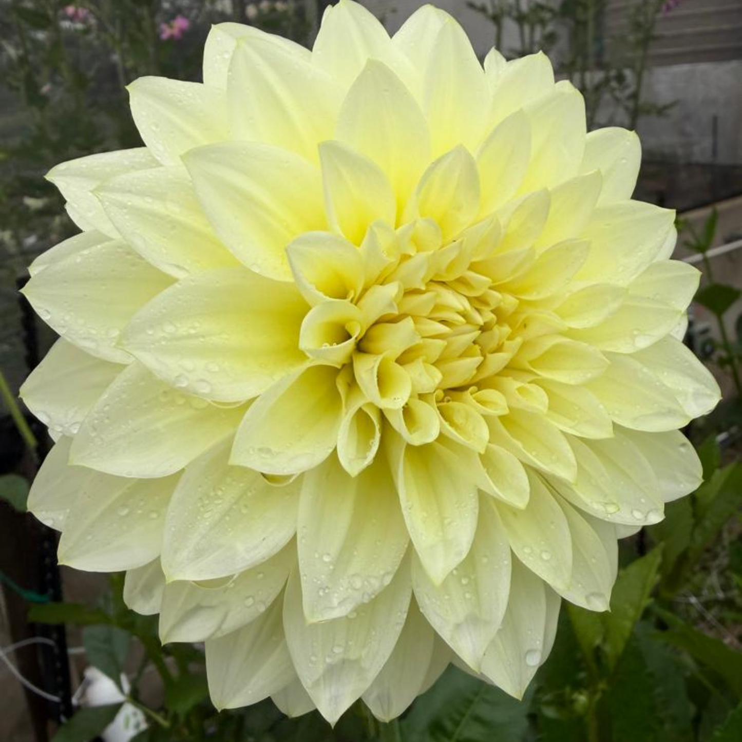 Lemon Drops Dahlia Tuber | Namibia