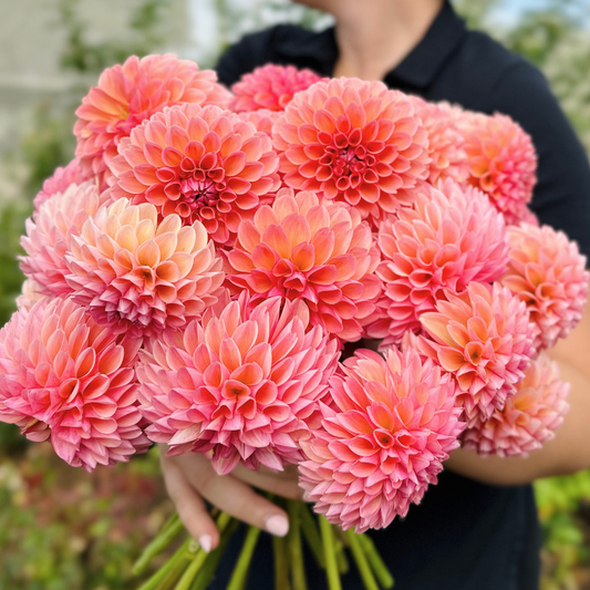 Linda's Baby Dahlia Tuber | Namibia