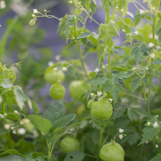 Love-in-a-Puff Vine Seed Namibia