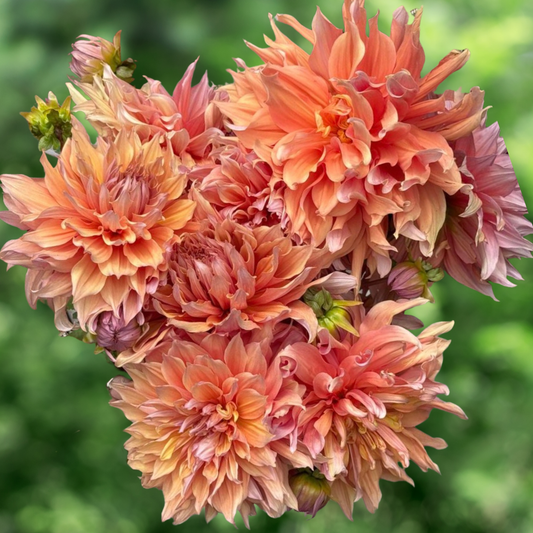 Mango Madness Dahlia Tuber | Namibia (Copy)