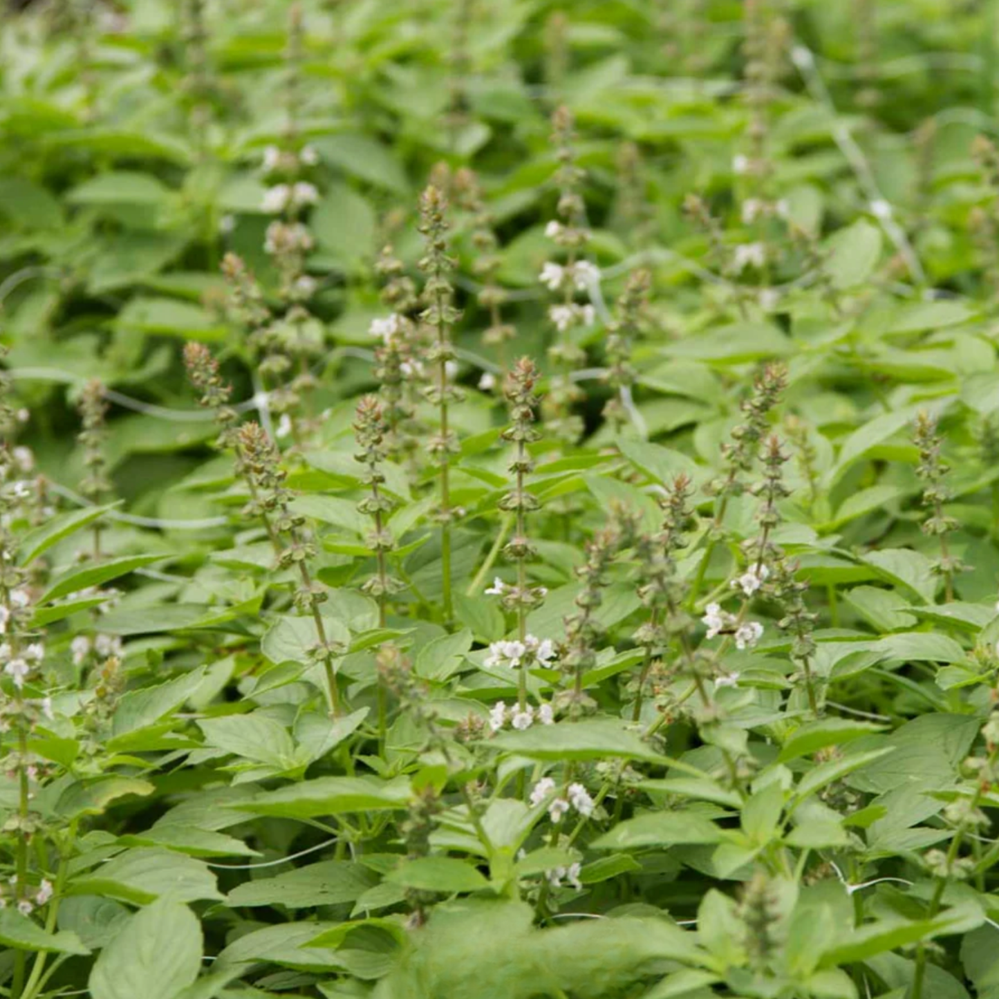 Basil Mrs Burns Lemon Seeds Namibia