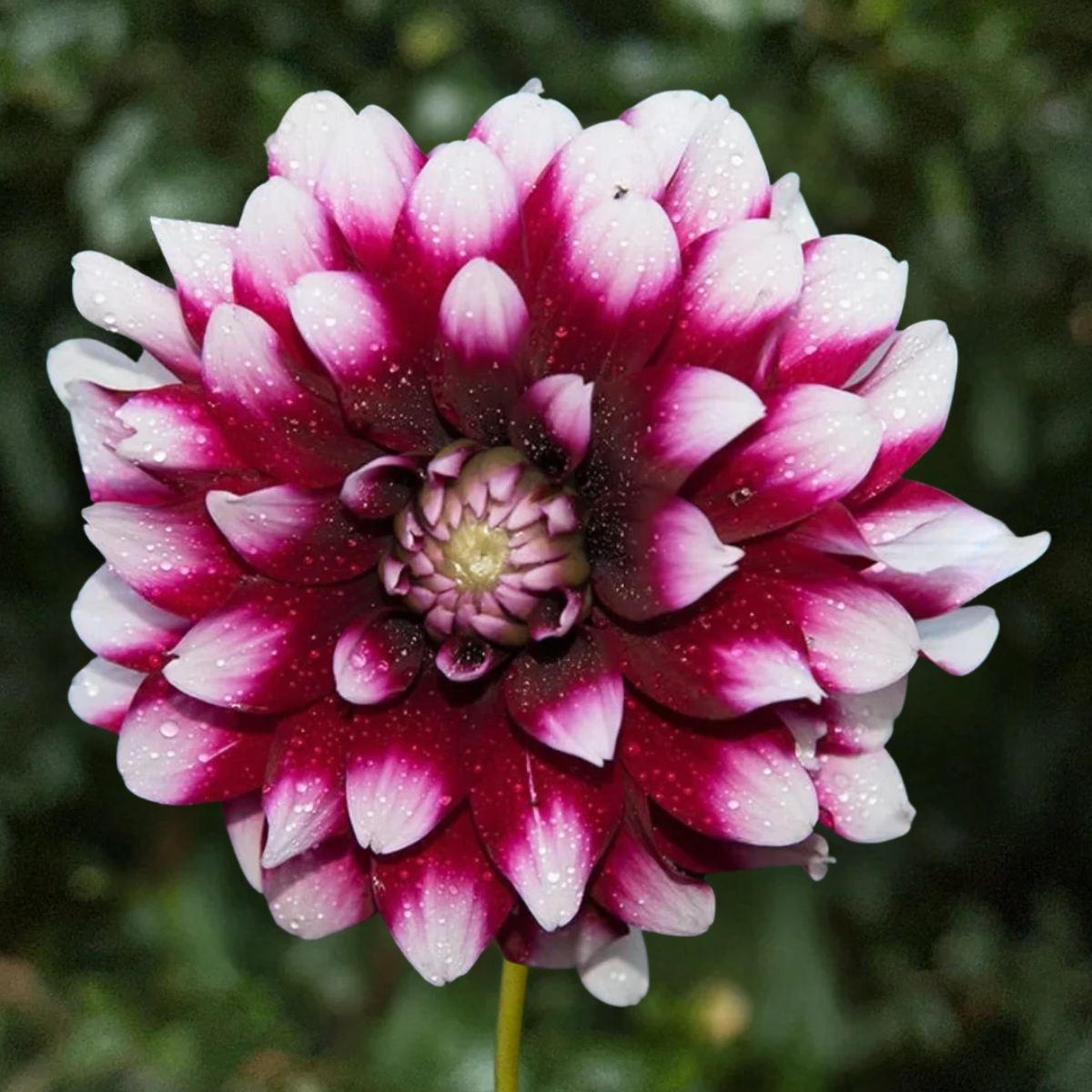 Mystery Day Dahlia Tuber | Namibia
