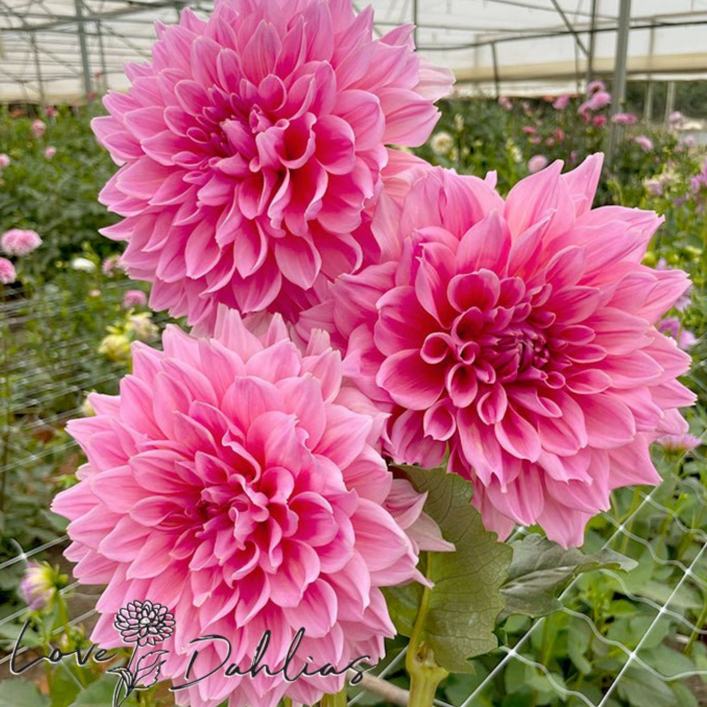 Ottos Thrill Dahlia Tuber | Namibia