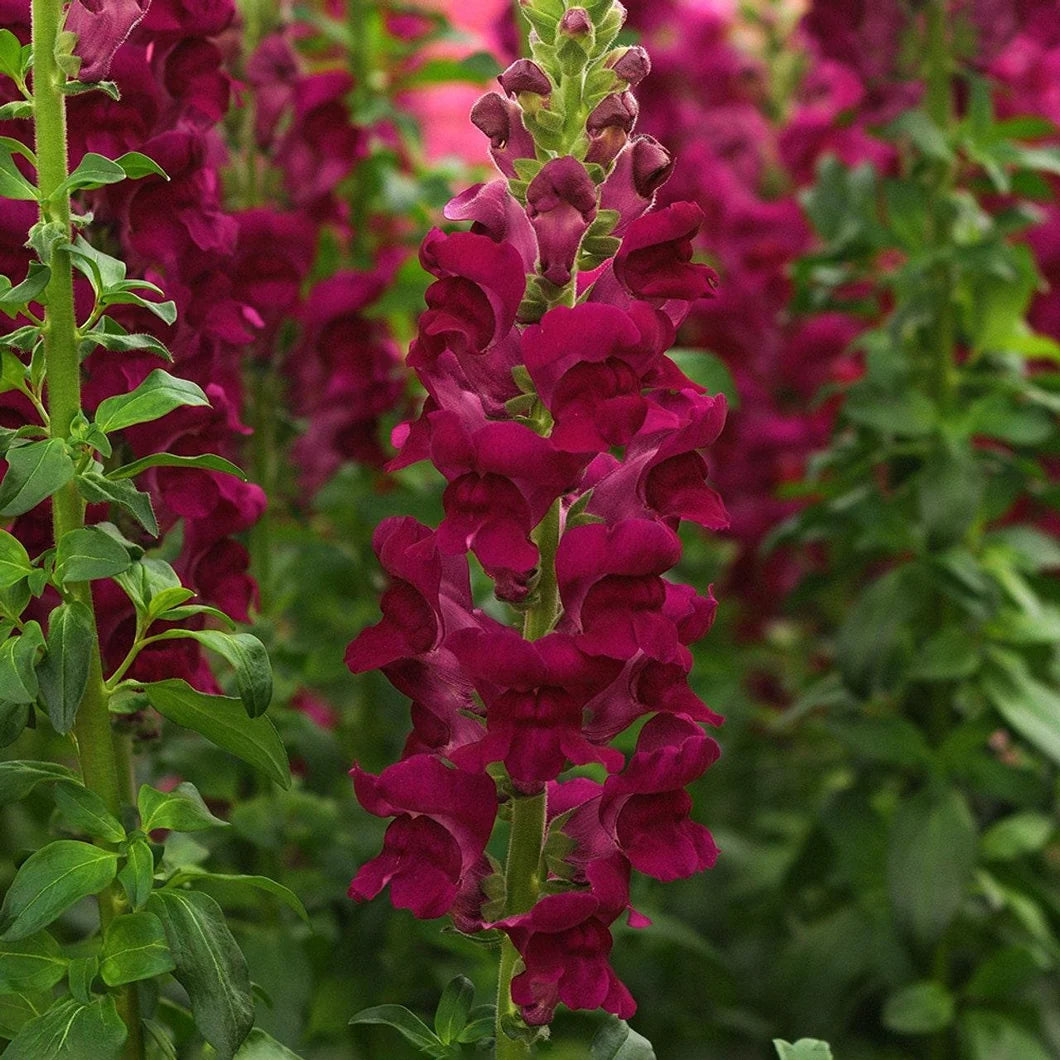 Snapdragon Potomac Crimson Seeds Namibia