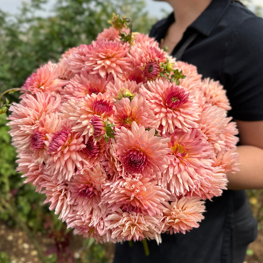 Preference Dahlia Tuber