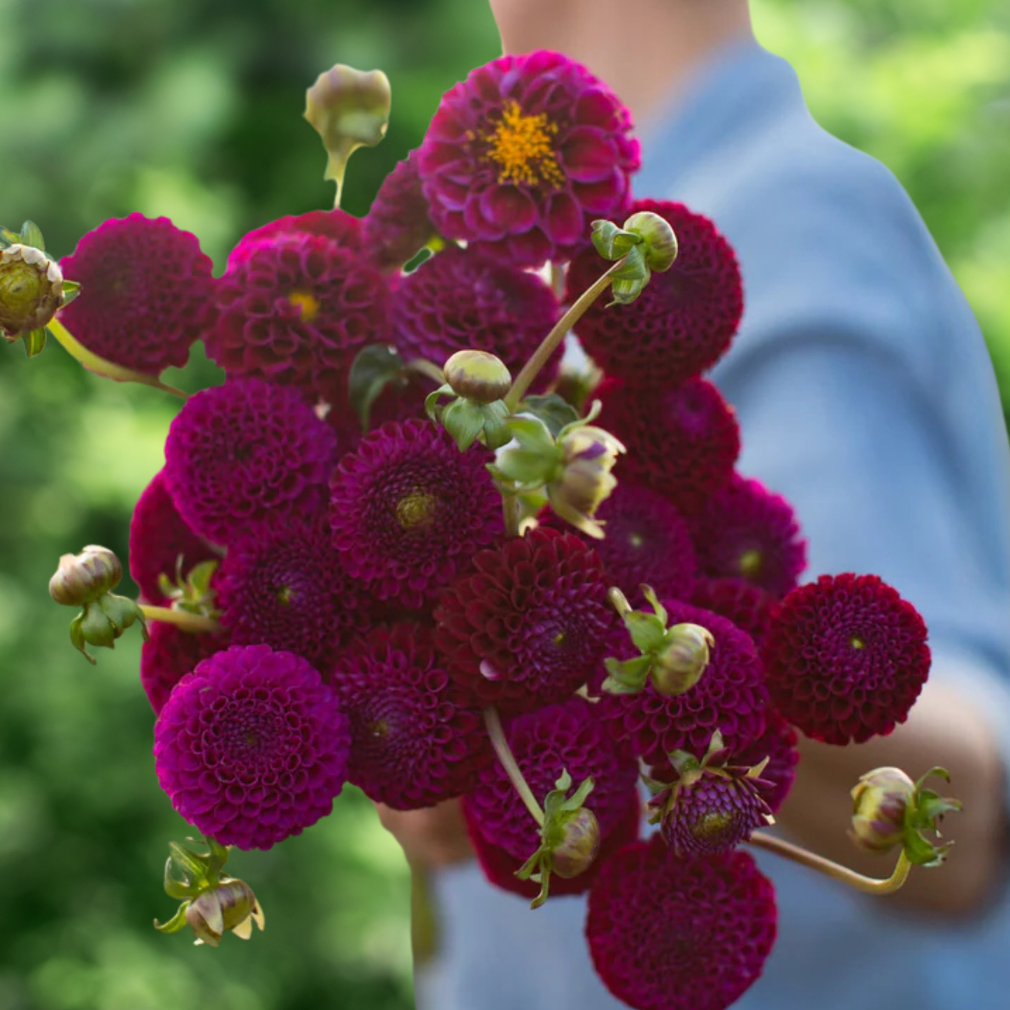 Rocco Dahlia Tuber | Namibia