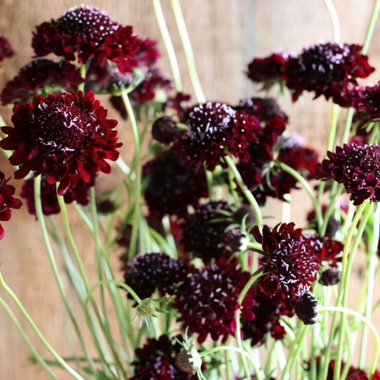 Scabiosa Black Night Seeds Namibia