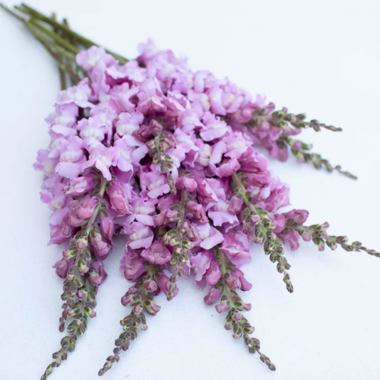 Snapdragon Costa Summer Lavender Seeds Namibia