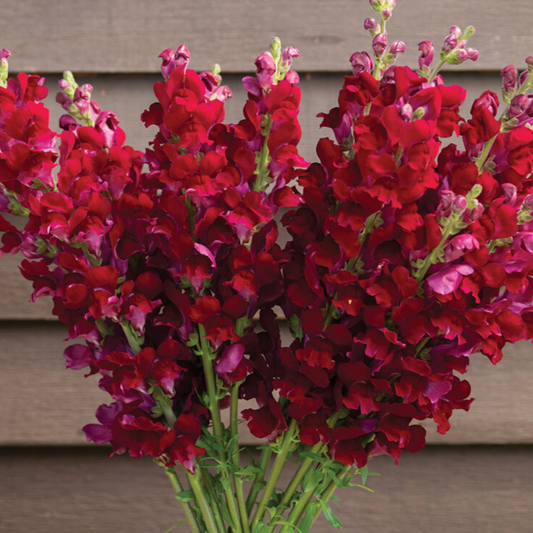 Snapdragon Costa Summer Velvet Seeds Namibia